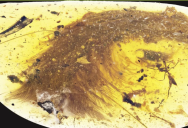 Extremely Rare Dinosaur Feather Found Well-Preserved In Amber At Myanmar Market